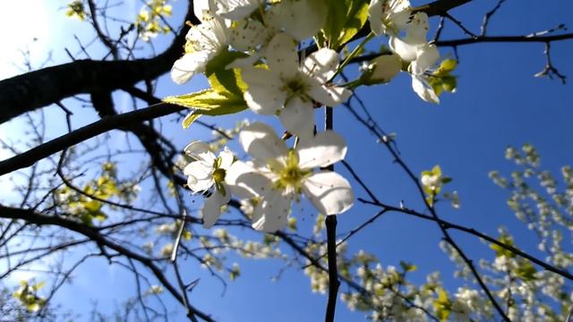 Краски Весны