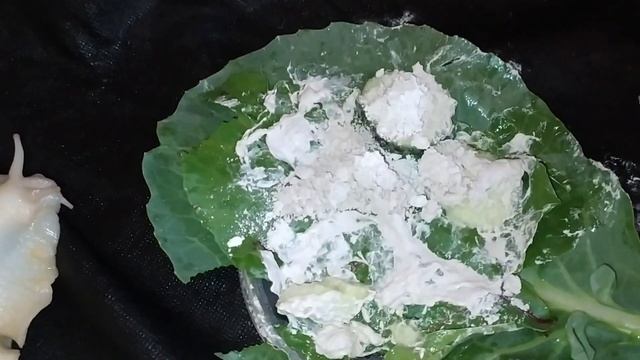 VLOG:Мой кот ?/ Улитки ?