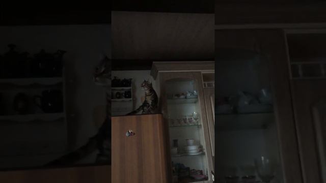 кот Соломон