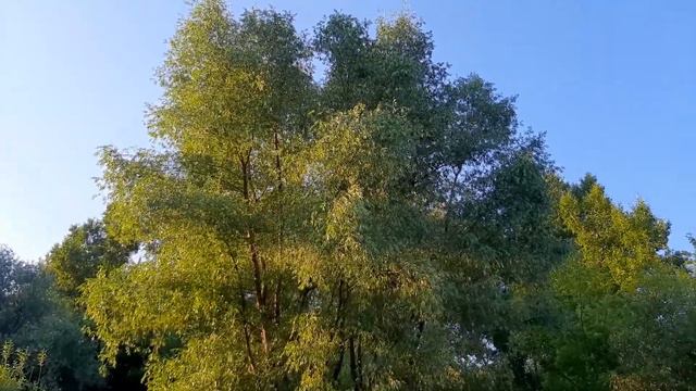 Стая бездомных собак в заброшенном парке