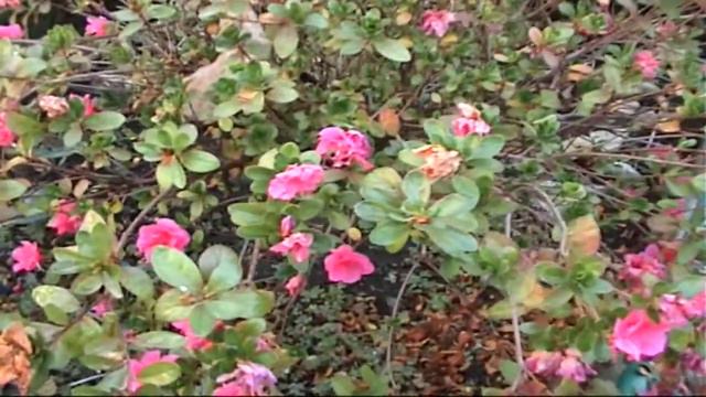 Новогоднее поздравление  4 А класса Всеволожской школы № 6