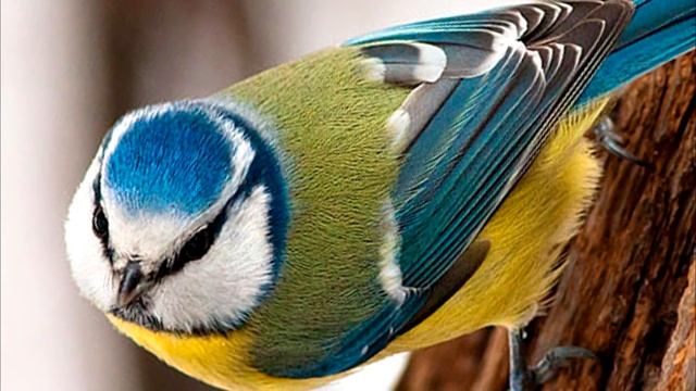 Птицы зимой