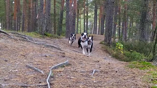 Бег, Бостоны ...
