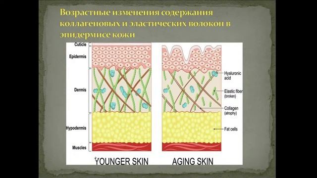 8 00 Гистология  1