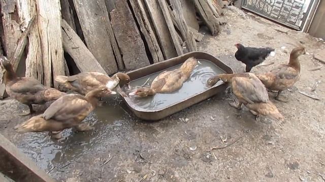 Птичник и курицы яичных пород - яйца и куры из Горячего Ключа