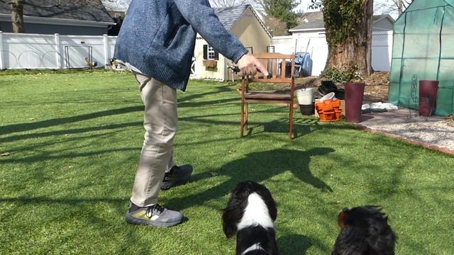 How To Take A GREAT Picture Of Your Dog!