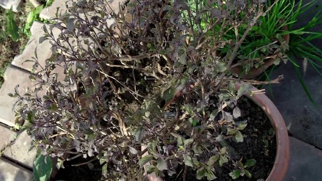 बहोत सुन्दर फूलोँ की फोटोग्राफ मेरे गार्डन से (flowers With My Digi Cam Fuji AV200