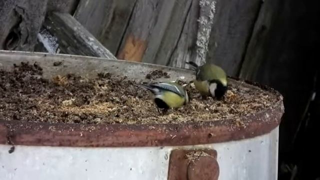 Синицы на жировке