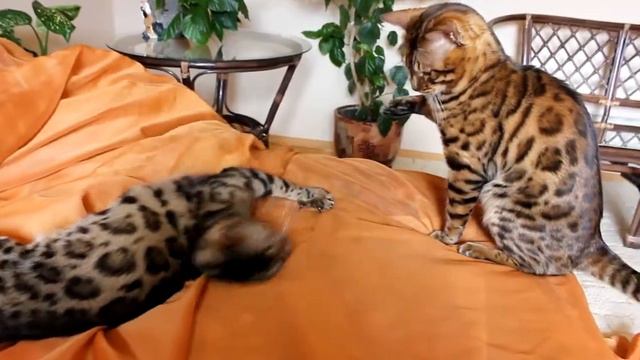 Бенгальские кошки играют!!!