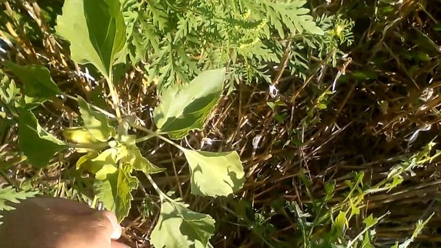 148294070b7a0284ccb2282394466cd4