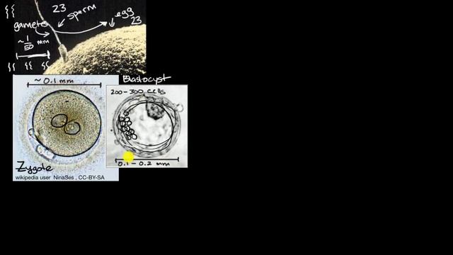 Human Fertilization And Early Development | High School Biology | Khan Academy