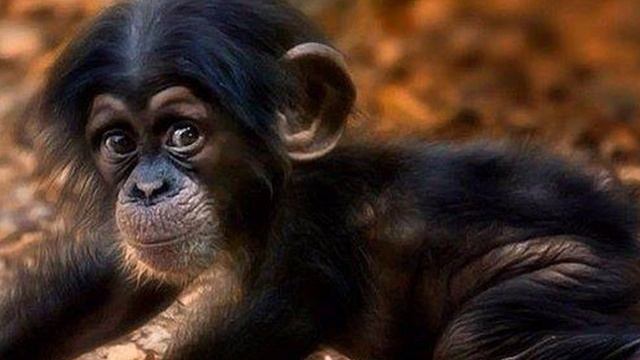 Мартышки на фото клипе ? Ржачка до слёз смешное видео