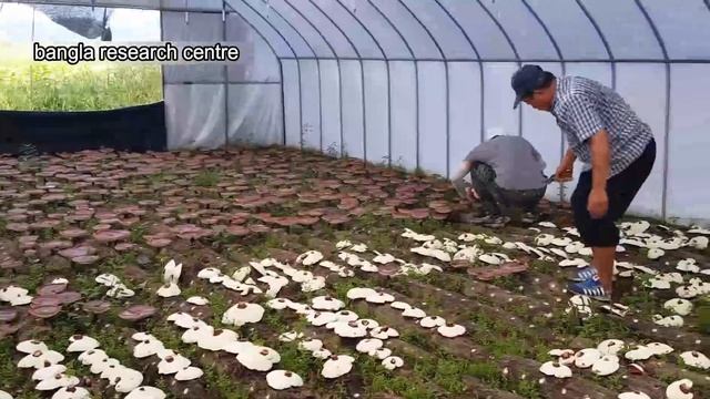 nameko mushroom cultivation  oyster mushroom farming with amazing agriculture technology