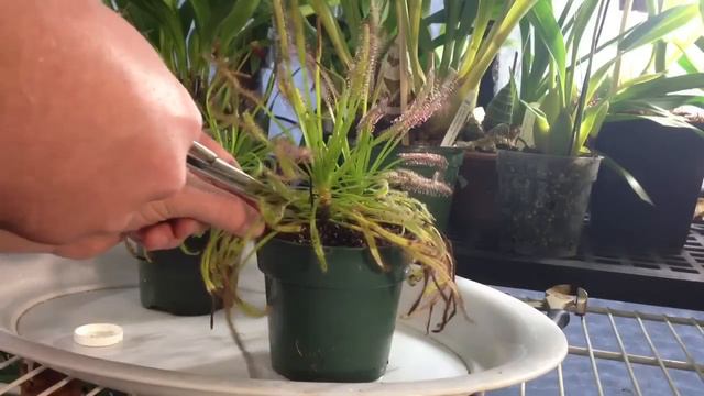 Tips And Tricks To Feed A Trim A Carnivorous Sundew Drosera Capensis Or Other Sundews