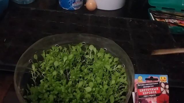 Как я пикирую петунию  (трава травой)😊