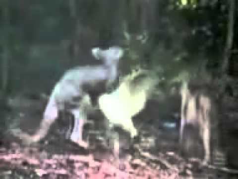 Кенгуру VS Утка