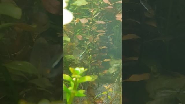 черные неоны  случайный развод