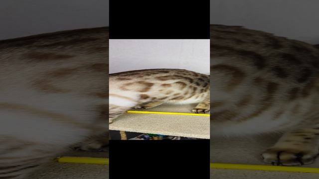 2d19c5900ed210d73cb409fcc490fd5e