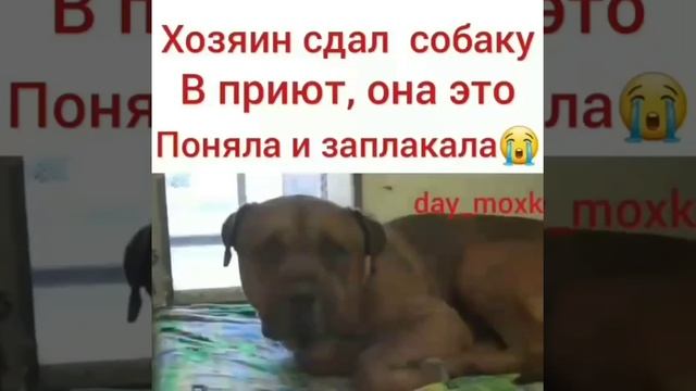 собака грустная история