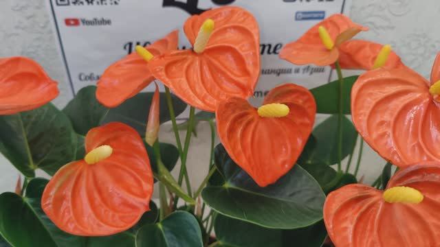 ✅В наличии. Антуриум Стило _ Anthurium Stilo диаметр горшка 9 см, высота растения около 30 см.