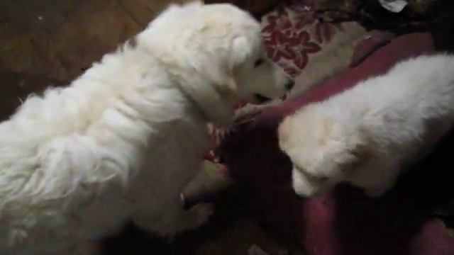 Флаффи1,5года и Джемма 3 нед(Гранд Вайт)