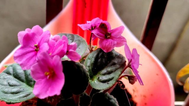 Some Amazing Plants Of My Garden || PEPEROMIA/Impatiens/Azaleas/Begonias/AFRICAN VIOLETS/CHENILLE.