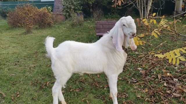 Истринские козы