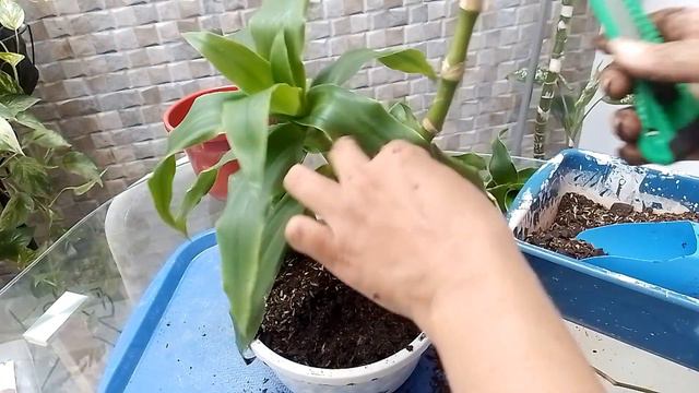Hermosa Planta CANASTA O Planta ARAÑA//como Cuidarla Y Fácil Reproducirla.