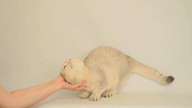 Beautiful-cat.jimdo.com/котята-для-вас-kittens-for-you/