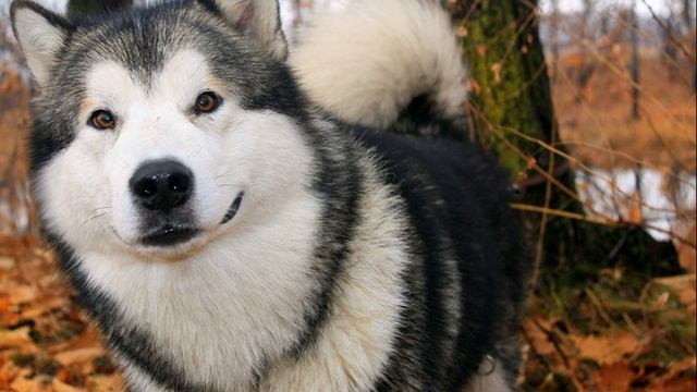 Самая мощная и темпераментная порода собак Аляскинский маламут — северный ездовой гигант