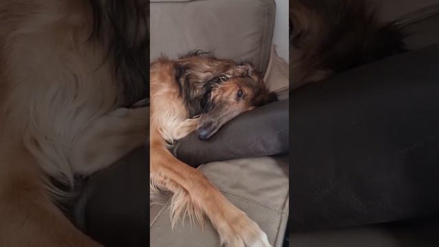 Русская псовая борзая #borzoi