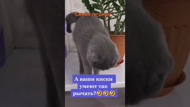 Для поднятия  настроение! #funnyanimals #tik Tok#funnycats #funnyvideo #kucinglucu #shorts
