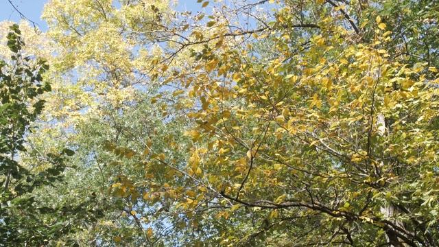 Panasonic G7 Ungraded Vs Graded