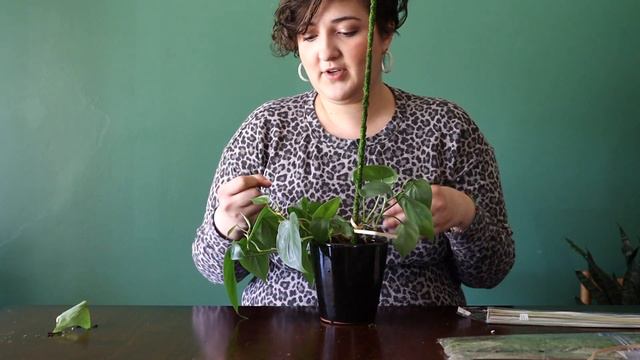 How To Stake VINING PHILODENDRON // Staking My SMALL Heartleaf Philodendron // Plant Decor Ideas
