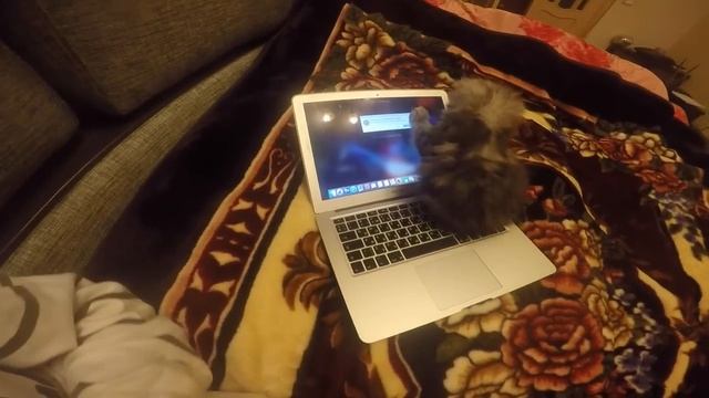 Мейн Кун Шэри и MacBook Air. Кто победит?