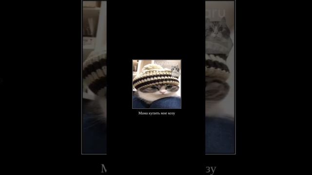 стих #коза #мем #1видео #подпишись