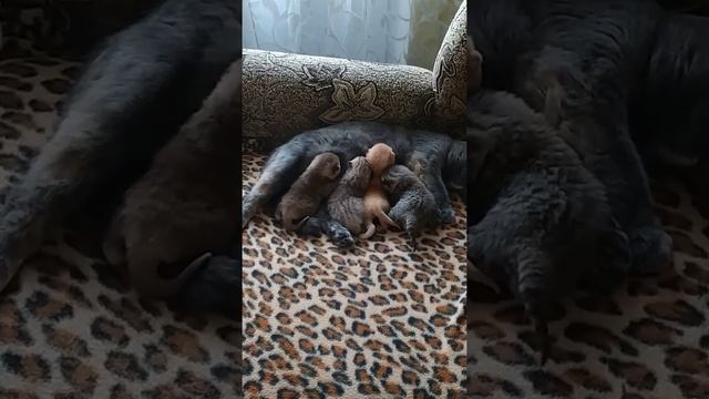 ? Кормление шотландских новорождённых котят ?24 января 2020 г.
