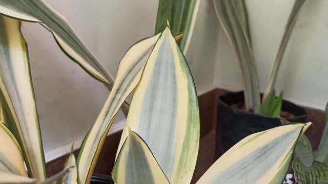 All About Sansevieria।। Snake Plant  Care।। Snake Plant का देखभाल।।plant Giveaway।।