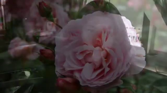 Niccolò Paganini, Sonata 1 Op 2, Maria Caruso, Violino