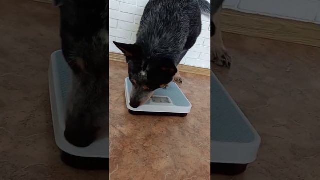 🐺⛱️💃 Как быстро постройнеть 😉 Девушки перед пляжным сезоном 🐾🐾 Australian Cattle Dog