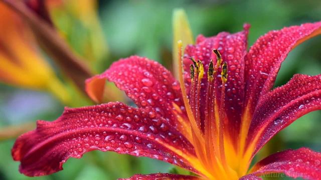 World's Most Beautiful Flowers | Most Beautiful Flowers In The World | Flowers Of The World | Natur