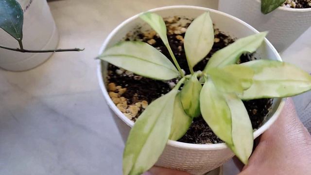 Мои хойечки малыши