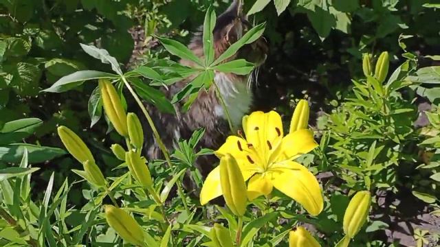 кот 🐈 на даче в цветах