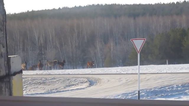 Баймакские лошадки (Башкирия)