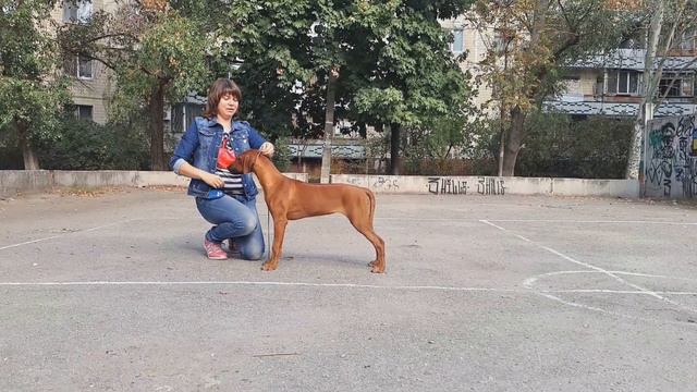 Афина Родезийский риджбек щенок.