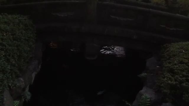 Карпы большие, красавцы, но темно и их в камеру не видно)