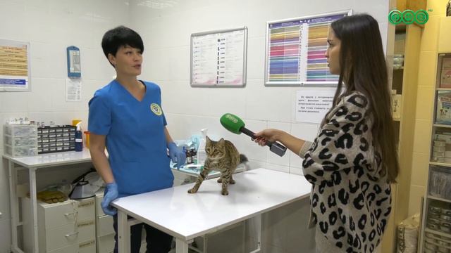 Через форточку в окошко к нам пришла чужая кошка