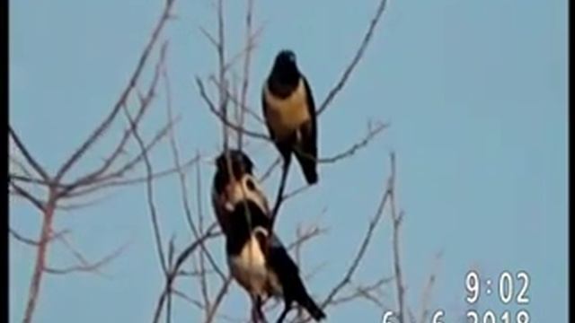 ЧЁРНЫЕ И РОЗОВЫЕ СКВОРЦЫ ЗНАЮТ, ЧТО ОНИ  БРАТЬЯ