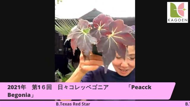 2021 第16回　日々コレッベゴニア　「青光り　Peacock Begonia」