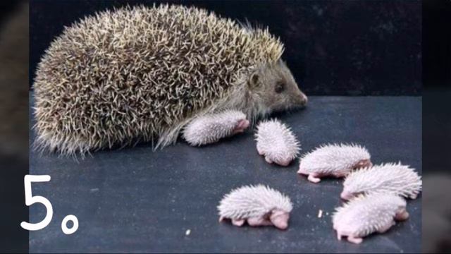 Топ 10 САМЫХ МИЛЫХ животных снятых на камеру